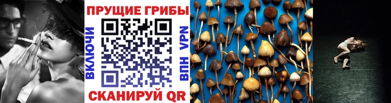 где найти   Малая Вишера  Псилоцибиновые грибы мухоморы 